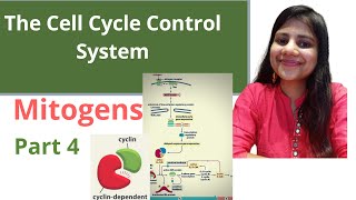 The Cell Cycle Control System  Mitogens  Part 4  Hindi  Cell Biology  Megha Kucchal [upl. by Fein]