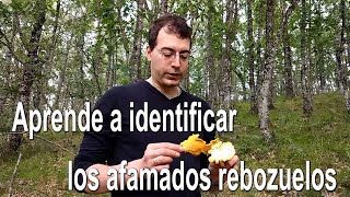 Identifica los rebozuelos Cantharellus pallens  válido también para C cibarius  Identificación [upl. by Pedro]