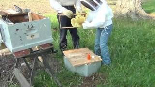 Inserting Existing Comb into a Langstroth Frame Using Rubber Bands [upl. by Cull]