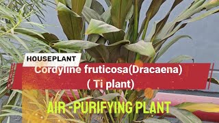 Cordyline fruticosa DracaenaTi plant Good luck plant [upl. by Shear]