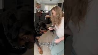 Pre order now and use code “DYCE20” for 20 off on Chowmate rottweiler dogsoftiktok fyp dogs [upl. by Byrle]