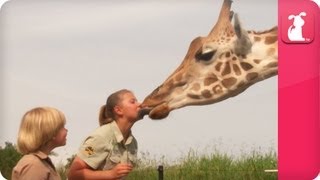 Bindi amp Robert Irwin feature  Giraffes Rosie and Forest  Growing Up Wild [upl. by Yanahs]