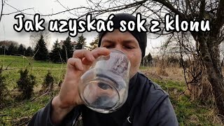 JAK UZYSKAĆ SOK Z KLONU  WYSIEW WERBENY PATAGOŃSKIEJ  PRZYGOTOWANIE BECZKI DO ZBIERANIA DESZCZÓWKI [upl. by Peednus699]