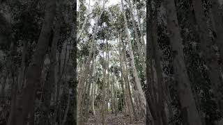 Lysterfield Lake  VIC AUSTRALIA park lake gumtrees denseforest birds nature asmr relax [upl. by Severson465]