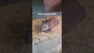 South American Tapir shorts youtubeshorts dublinzoo animalsanimal animallover tapir bushcow [upl. by Odrawde]