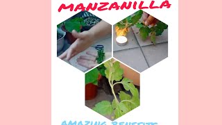 How to use manzanilla plant [upl. by Ainessey568]