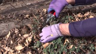 How to Cut Back Catmint in Spring [upl. by Oberheim]