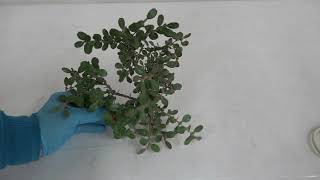 Is the Air Layered Japanese Boxwood Ready [upl. by Meador]