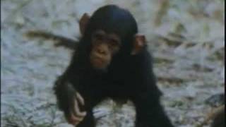 Wild baby chimpanzee takes first steps [upl. by Nicolais]