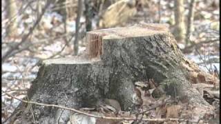 Safe Chainsaw Use  Notching and Backcutting Preview [upl. by Kuhlman942]