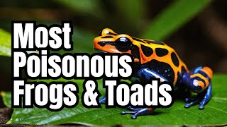 Most Poisonous Amphibians frogs toads amphibians wildlife wildanimals nature naturelovers [upl. by Renick198]