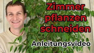 Zimmerpflanzen schneiden  Anleitungsvideo  ImmoTrainer Wetzikon [upl. by Fawna200]