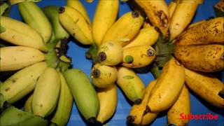 Latundan Banana Facts and Health Benefits  My Harvest [upl. by Lizabeth]