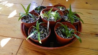 Dividing amp Repotting Disa Orchids [upl. by Udale]