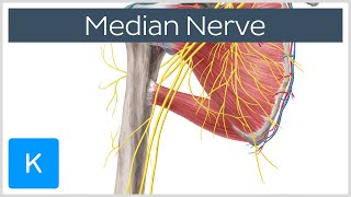 Median Nerve  Course Distribution amp Branches  Human Anatomy  Kenhub [upl. by Adamis]