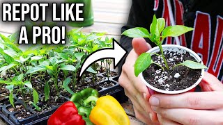 How to Repot Seedlings Easy Method for Success [upl. by Kire594]