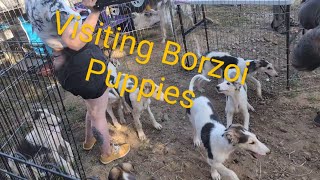 Visiting Borzoi Puppies [upl. by Sidnac]