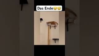 Das Ende😂😅 music artist hiphop dance lustigekatze chat humour memes sing cat [upl. by Mir]