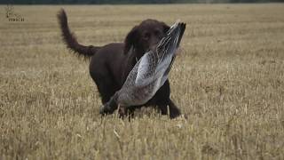 Gänsejagd an der dänischen Grenze [upl. by Ehpotsirhc431]