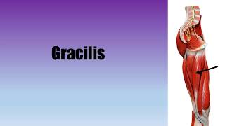 Muscle Actions Gracilis [upl. by Leoj]