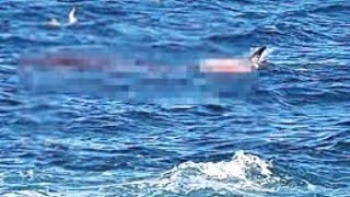 The HORRIFYING Final Moments Of Simon Nellist Great White Attack [upl. by Nayarb]