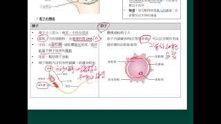 HKDSE 生物科 概念重溫篇：第13課（3） 女性生殖系統 [upl. by Gabriell]