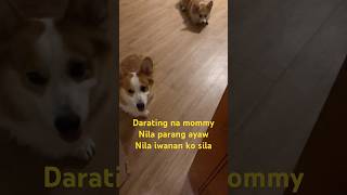 Aalis na ako followme corgi dogies cuteanimal highlights doglover corazonarca6735 [upl. by Ahsinauq]