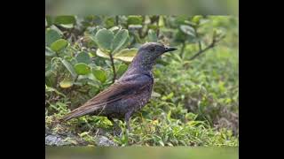 Monticule Merle Bleu  Blue Rock Thrush  Monticola Solitarius [upl. by Navnod]