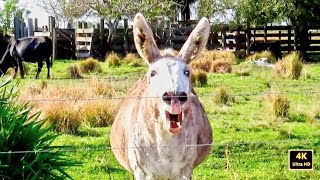 Guard Donkeys Braying and Hee Haw Alarm Sounds [upl. by Nujra]