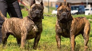 Presa Canario ⭐ Amazing and Strong Guardian ⭐ [upl. by Nitsa]