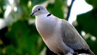 Natural Dove bird sounds [upl. by Josefina]