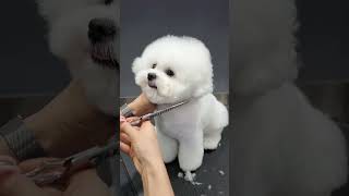 BICHON FRISES LOVE HIS GROOMING 🐾🐶🙉 dog cute puppy cutepet [upl. by Licha]