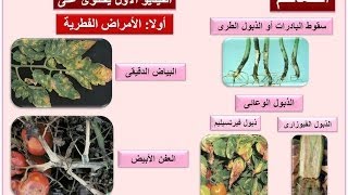 30 الأمراض الفطرية التى تصيب نباتات الطماطم  الجزء الأول [upl. by Harrat899]