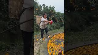 Orange fruit harvesting from farmers and rural farming life agriculture fruit easy orange ru [upl. by Premer]