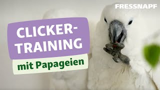 Artgerechte Beschäftigung für Papageien  Clickern [upl. by Liscomb]