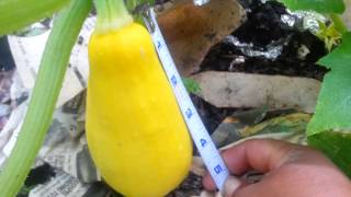 How do I know when to harvest my yellow squash [upl. by Marmion]