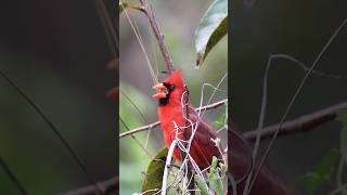 Hear the Northern Cardinal Song [upl. by Primavera]