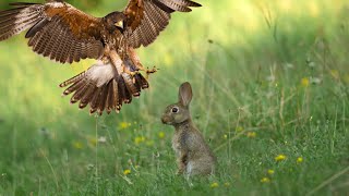 How Hawk Hunting Wild Rabbit  Wild Animal Attacks [upl. by Pisarik]