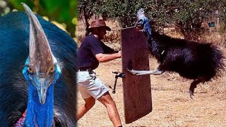 Insane Cassowary Attack cassowary [upl. by Silvio]