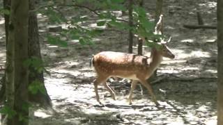 LARGE TROPHY FALLOW DEER TAKEN AT SPARTAN HUNTING PRESERVE [upl. by Almap]