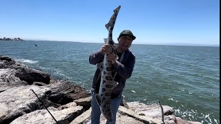 Alameda Rock Wall Fishing RedemptionMonster Catch fishing california bayarea fish bankfishing [upl. by Leahpar]