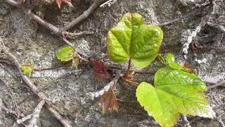 La vigne vierge le bourgeon pour les articulations  The Virginia creeper the bud for joint [upl. by Irual]