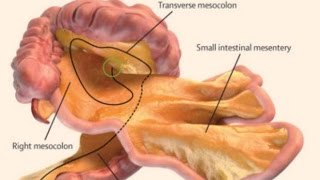 A NEW ORGAN HAS JUST BEEN DISCOVERED MANDELA EFFECT [upl. by Tennes]