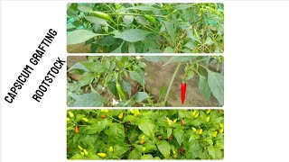 RootStock for Grafting of Chili capsicum [upl. by Everson]