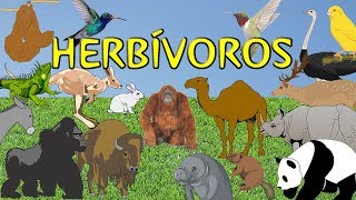 Animales herbívoros para niños [upl. by Aihseyt]