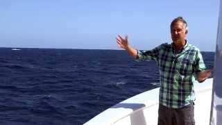 Blue Whales brilliant timing  Big Blue Live Preview  BBC One [upl. by Nida]