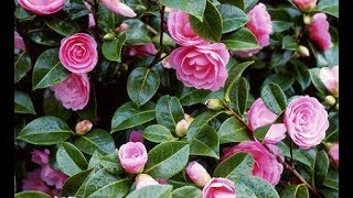 How to grow Camellia plant  how to care Camellia plant [upl. by Aneetsyrk]