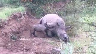 Baby rhino circles its dead mother [upl. by Gebelein]