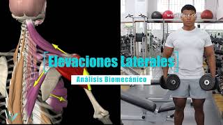 ELEVACIONES LATERALES  Mancuernas  Análisis biomecánico  WeFitPlace  Ejercicio Hombro [upl. by Angle]