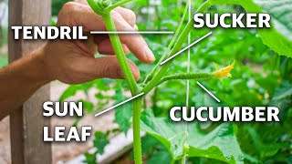 How To Prune Cucumber Plants Grow Cucumbers NOT Leaves [upl. by Anahs]